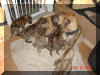 Roxy's litter - Light & Dark Brindle Great Dane Puppies